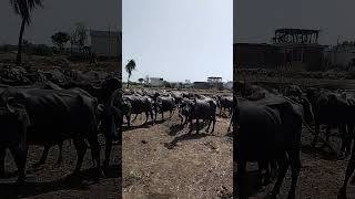 భూమి సారాన్ని పెంచె బర్ల పెండ // Manure increases soil fertility // hello ravindhar