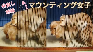 マウンティングする犬ww女の子だよ♪仲良し姉妹犬 #shorts