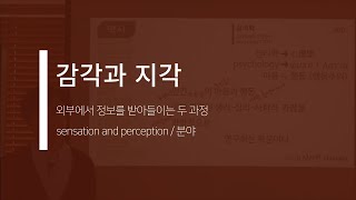 감각과 지각: 외부에서 정보를 받아들이는 두 과정