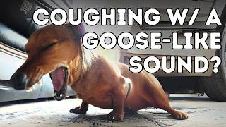 Why Is Your Dog Coughing Like He's Choking? Tracheal Collapse & Updated Holistic Remedies!