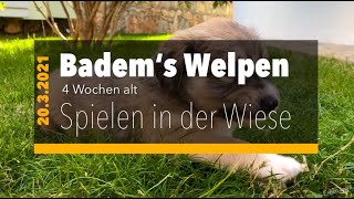 2021 03 20 Badem`s Welpen spielen in der Wiese