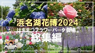 浜名湖花博2024【総集編】はままつフラワーパーク会場のチューリップ・桜・フジ・バラ・アジサイ・花菖蒲が大集合。撮影3/26から6/1