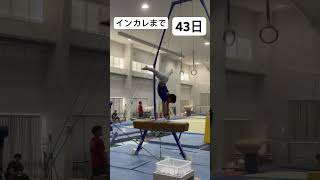 インカレまであと43日   セア倒立 これくらい毎回捌く   #インカレ #gymnastics #gymnast #gym #artisticgymnastics #体操 #体操競技 #なみげん