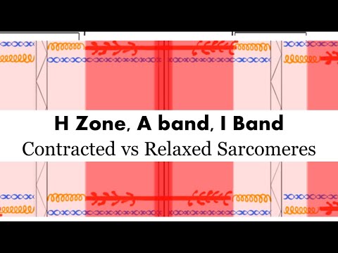 What does the I band contain?