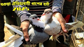 কম দামে সেরা মানের কবুতর কিনুন আজই।|।Pegion price-2025||ধাপের হাট বগুড়া-২০২৫||Dhaper Hat Bogura-2025