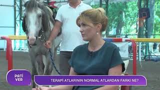 Terapi Atının Diğer Atlardan Farkı nedir? ( Hippoterapi)