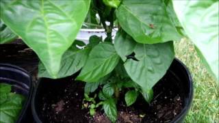 Pepper Plants 071917