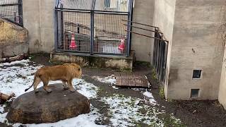 雪の中を走るライオン：旭山動物園