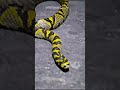 meet mandrin ratsnake master of deception