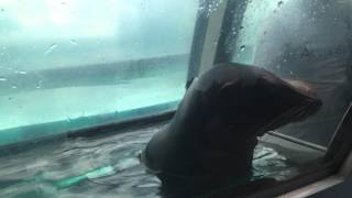 上野動物園　サービス精神旺盛なアシカ　ueno zoo   Sea lion