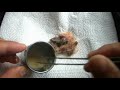 大錦花 zebra finches 超幼幼餵食 隔水加熱