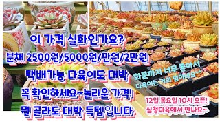 이 가격 실화인가요? 화분채 2개사도 5000원/ 분채다육이 가격이 정말 대박 대박!  택배품목도 있으니 꼭 보세요 ㅎ 심청다육