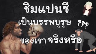 จริงหรือไม่ ชิมแปนซี คือ บรรพบุรุษของเรา | ZogZag Story