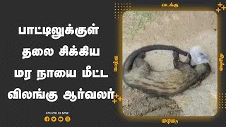 பாட்டிலுக்குள்  தலை சிக்கிய மர நாயை மீட்ட விலங்கு ஆர்வலர்