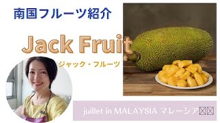 【ﾏﾚｰｼｱ】南国ﾌﾙｰﾂ「ｼﾞｬｯｸﾌﾙｰﾂ」について動画で解説！