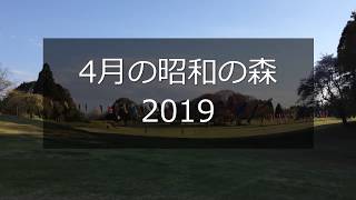 4月の昭和の森　2019 　Showa Forest in April 2019