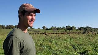 Beautiful grass bottom with healthy cows.