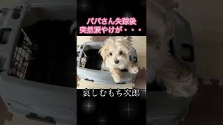 パパ失踪後に涙やけ出現。医者の言葉に涙 #shorts #感動 #犬