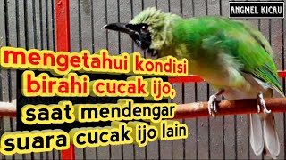 Mengetahui kondisi birahi cucak ijo, pada saat mendengar suara cucak ijo lain.