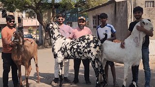 Gini Farms | Abdul Raheem Premium Quality Goat Farm Surat Gujarat | Biggest Goats Setup.