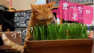 #猫動画#子猫 はじめての猫草！はたして！？