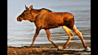 Hirvi (Alces alces)