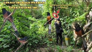 Terlalu Lama lokasi ini tidak saya Liput Sarang Burung Murai Batu sampai begini..