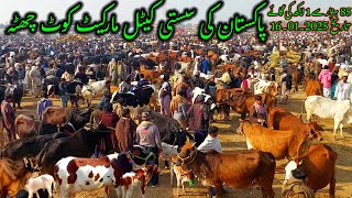 16 January 2025 fresh update Highly Milking Cows 🐄 مکمل تحقیقات سستی گائے اور مندرا منڈی کوٹ چھٹہ