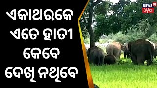 Mayurbhanj News | ଏକାଥରକେ ଏତେ ହାତୀ କେବେ ଦେଖି ନଥିବେ, ଦେଖନ୍ତୁ Video | Elephant Video | Local News