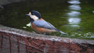 権現山バードサンクチュアリのヤマガラの水浴び　その６１（4K60P動画）