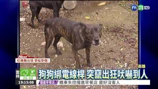 被狗嚇到跌坐骨折 飼主判賠73萬