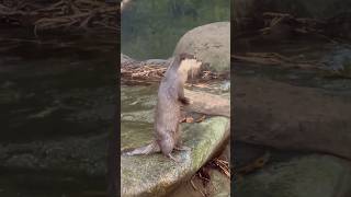 Otter Greetings #shorts #vlog #animals #otter #cute #greetings #riverside