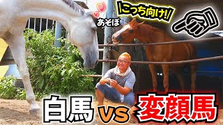 甘えたい白馬と変顔で遊んでアピールをする引退競走馬。2頭の駆け引きが面白すぎました(馬動画短編集)【 ツルマルボーイ様のシモベ】