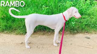 Rambo - Rajapalayam dog - Photos