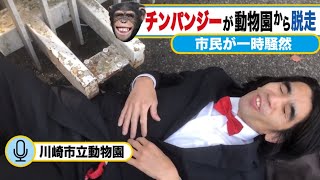 川崎のチンパンジーが脱走！動物園騒然の捕獲劇【ニュース】#天王寺動物園