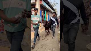 শাহিওয়াল বাছুর কত 🐂