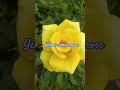 அழகான மஞ்சள் கலர் ரோஸ் flower rose thangamani nursery