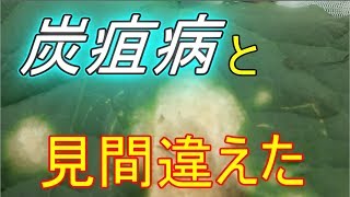 多湿環境で発病(;'∀')褐斑病はハウス外へ!!本日はお疲れ様でした!!／きゅうり農家／きゅうり栽培／愉快なshata農園