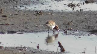 オレンジ色の頭のトウネン（夏羽）