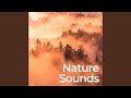Mother Earth Awakening (No Fade, Loopable)