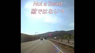 Not a beast獣ではないっ　#shorts #dash cam #ドラレコ #ドライブレコーダー