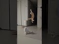 고양이가 층간소음 일으킬 때 cat kitten funny