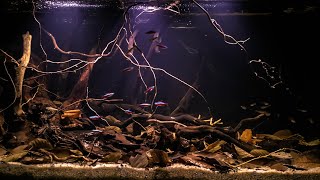 #BADC2019 / Flooded forest at the confluence of the Agua Preta stream, Unini River, Brazil, 145 L