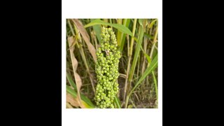 Using Biomass Sorghum to Reduce Our Carbon Footprint