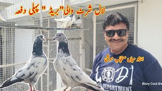 Lal Shirt wali Breed | Sialkoti Kabootar Old Blood | Ustad Mian Mustajab Moshi