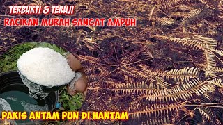 JANGANKAN RUMPUT LIAR,PAKIS ANTAMPUN PUNAH