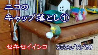 セキセイインコニコのキャップ落とし①