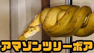 【ヘビ紹介動画】みんな大好き樹上棲のアマゾンツリーボア