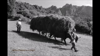 Canto de segadores en Cantabria: ´´Segador, ¡qué bien siegas!``