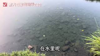 （煮夫日常養鴿樂280）2023冬季馬拉松幼鴿淘汰外訓2橫山紅橋空中距離30公里